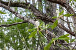 Umbrella tree